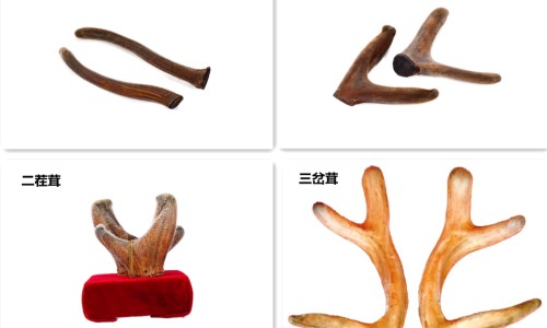 参鹿补虚胶囊功能主治-参鹿补虚胶囊功能主治-参鹿补虚胶囊主治功能是什么呢,中国参鹿补虚胶囊主治功能是什么网站