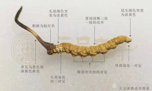 参鹿补虚胶囊功能主治-参鹿补虚胶囊功能主治-参鹿补虚胶囊主治功能是什么呢,中国参鹿补虚胶囊主治功能是什么网站