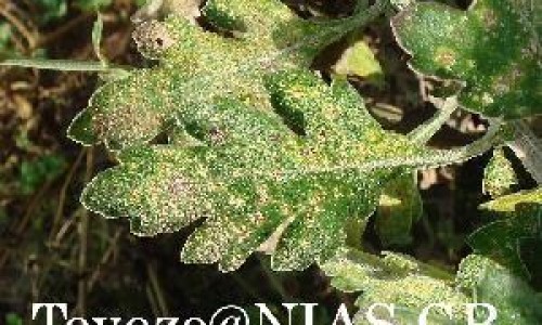 参鹿补虚胶囊功能主治-参鹿补虚胶囊主治功能是什么呢,中国参鹿补虚胶囊主治功能是什么网站